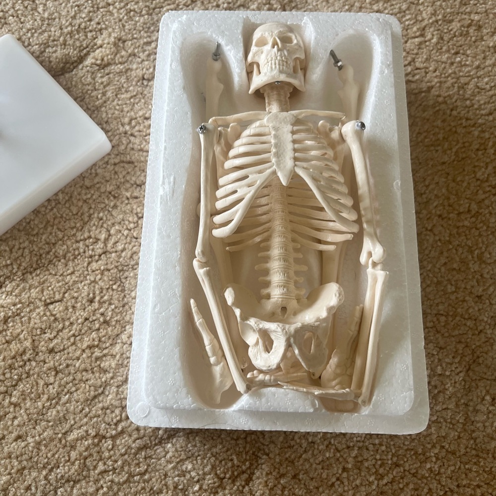 Anatomical Mini Human Skeleton Model — Cream Educational Display